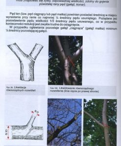 Arborystyka - podręcznik bezpiecznej pracy II