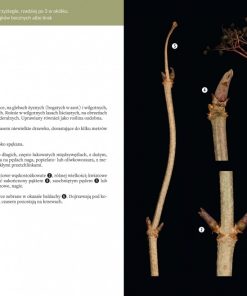 Atlas pędów zimowych
