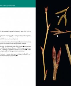 Atlas pędów zimowych