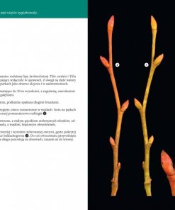 Atlas pędów zimowych