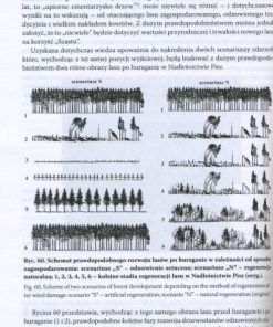 Huragan w lasach - klęska czy zakłócenie rozwoju?