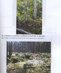 Huragan w lasach - klęska czy zakłócenie rozwoju?