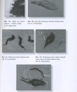 Ochrona lasu - wybrane problemy historyczne i współczesne