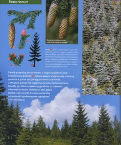 Polska. Drzewa - Encyklopedia Ilustrowana