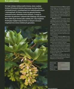 Polska. Drzewa - Encyklopedia Ilustrowana