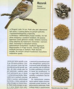 Pomagamy ptakom