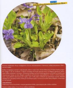 Poznaj... rośliny leśne