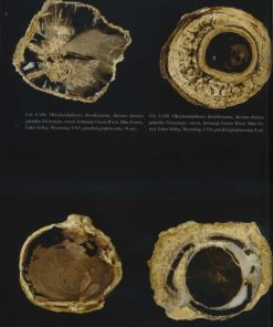Skamieniałe drewno