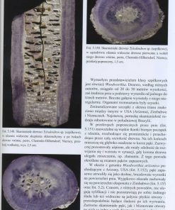 Skamieniałe drewno