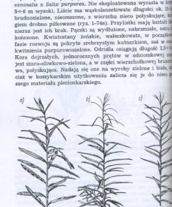 Uprawa i eksploatacja wikliny