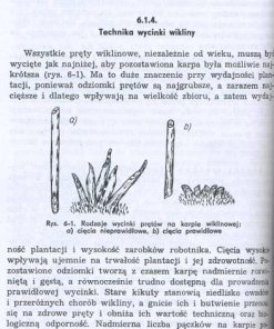Uprawa i eksploatacja wikliny