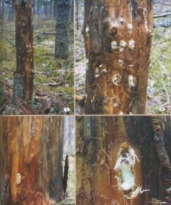 Uszkodzenia drzew leśnych - poradnik leśnika