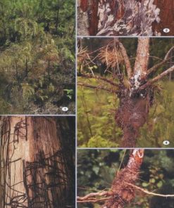 Uszkodzenia drzew leśnych - poradnik leśnika