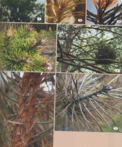 Uszkodzenia drzew leśnych - poradnik leśnika