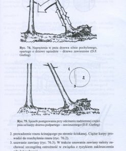 Użytkowanie w drzewostanach poklęskowych