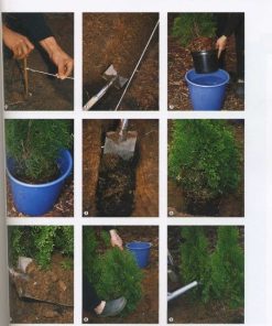 Żywopłoty - najpiękniejsze rośliny, cięcie, pielęgnowanie