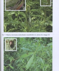 Uprawa roślin na cele energetyczne