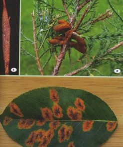 Choroby drzew leśnych - Poradnik leśnika 3 Choroby drzew leśnych - Poradnik leśnika