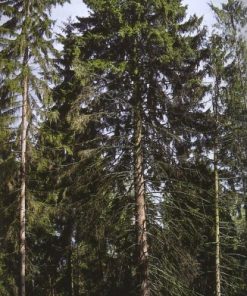 Nasiona i siewki drzew - poradnik leśnika