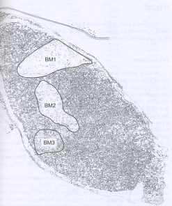 Badania nad zmiennością genetyczną kosodrzewiny (Pinus mugo) z wykorzystaniem markerów biochemicznych i molekularnych