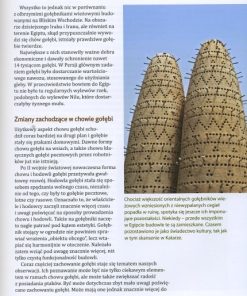 Budowa gołębników strychowych i ogrodowych