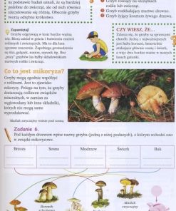 Las - Edukacja i zabawa 3 las