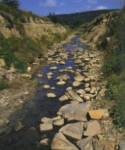 skarby-podkarpackich-lasów-1