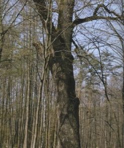 magiczne-drzewa-w-dziejach-legendach-i-srodowisku-nad-srodkowym-sanem-2