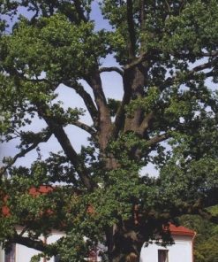 magiczne-drzewa-w-dziejach-legendach-i-srodowisku-nad-srodkowym-sanem-1