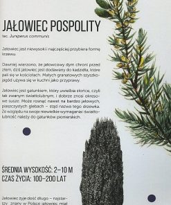 ale-drzewa-!-1