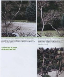 Cięcie roślin ogrodowych. Ilustrowany poradnik pielęgnacji roślin. 3 ciecie-roslin-ogrodowych.jpg-1