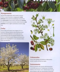 polskie-drzewa-lisciaste-i-iglaste