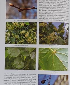 Encyklopedia drzew i krzewów Polski