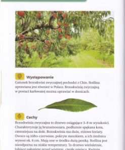 Jakie to drzewo? Atlas dla dzieci