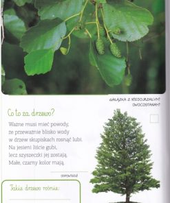 Drzewa naszych lasów