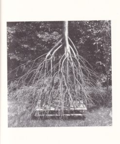 Drzewa. Architektura jest najważniejsza