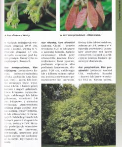 Drzewa liściaste w ogrodzie - Mój ogród od A do Z