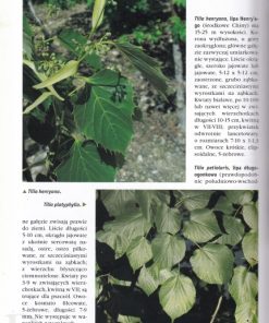 Drzewa liściaste w ogrodzie - Mój ogród od A do Z