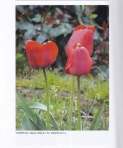 Słownik stereotypów i symboli ludowych