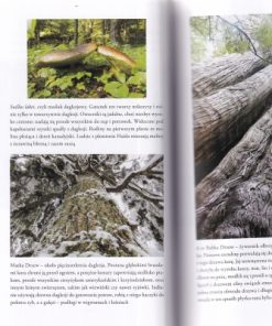 W poszukiwaniu matki drzew. Dowody na inteligencję lasu