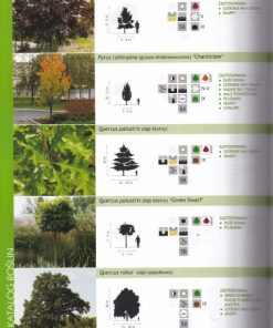 Zielone miasto. Zieleń przy ulicach