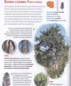 Atlas drzew Polski - Przewodnik przyrodnika