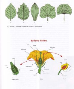 Atlas drzew i krzewów