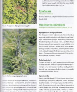 Ochrona drzew i krzewów iglastych