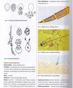 Ochrona drzew i krzewów iglastych