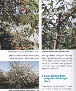 Sztuka cięcia drzew owocowych