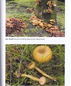Fitopatologia leśna