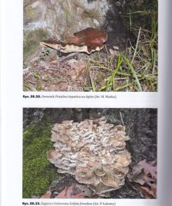 Fitopatologia leśna