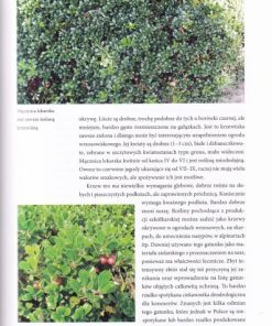 Krzewy liściaste na suche czasy