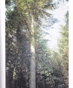 Daglezja w lasach Polski - potencjał produkcyjny, wymagania